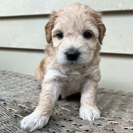 White collar - Apricot female Schnoodle puppy in Fredericksburg, Virginia from Growing Puppies