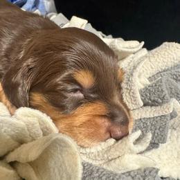 Harry Potter - Chocolate and tan male Dachshund puppy in San Antonio, Texas from Chocolate Pet Connection