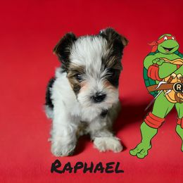 Yorkshire Terrier Puppies from Lady A's Yorkies