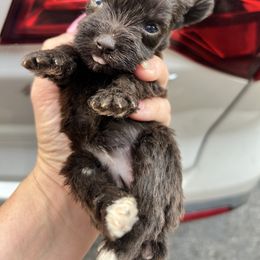 Itsybitsy - Liver female Miniature Schnauzer puppy in Chattanooga, Tennessee from Oodles of Cuties!