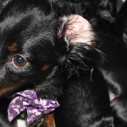 Dachshunds from Charlotte's Dachshunds