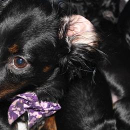 Dachshunds from Charlotte's Dachshunds