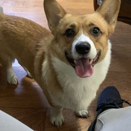 Pembroke Welsh Corgi All Grown Up from Royal Corgis