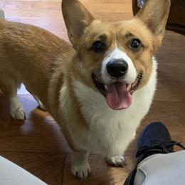 Pembroke Welsh Corgi All Grown Up from Royal Corgis