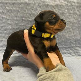Lux - Black and rust female Miniature Pinscher puppy in Lancaster, Missouri from White Stone Ranch