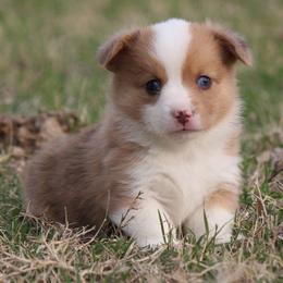Sable Merle Male - Sable merle and white male American Corgi puppy in Cameron, Texas from Moonstone Corgis & Frenchies