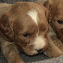 Male 1 - male Cavapoochon puppy in Fredericksburg, Ohio from Timshell Farm Specialty Crossbreed Puppies