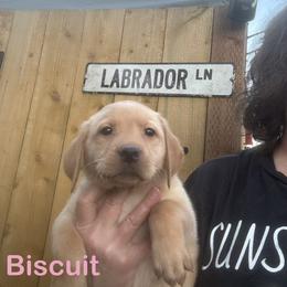 Biscuit - Yellow female Labrador Retriever puppy in Tigard, Oregon from Morrison Labrador Retreivers