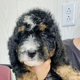 Calvin - Tri-color male Bernedoodle puppy in Winfield, Alabama from Rose Lane Doodles