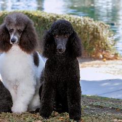 Labrador Retrievers and Poodles from Cody’s Sweet Water Kennels