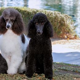Labrador Retrievers and Poodles from Cody’s Sweet Water Kennels