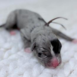 Brown Collar - Blue merle male Australian Shepherd puppy in San Marcos, California from Faith Family Freedom Farm