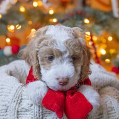Aussiedoodle and Australian Mountain Doodle Puppies from Farmstead Doodles