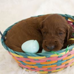 Goldendoodle, Irish Doodle, Labradoodle, and Poodle Puppies from Desert Doodles