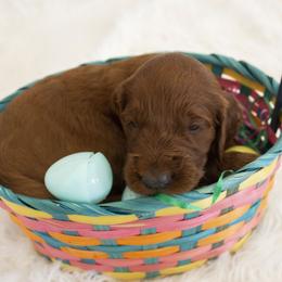 Goldendoodle, Irish Doodle, Labradoodle, and Poodle Puppies from Desert Doodles