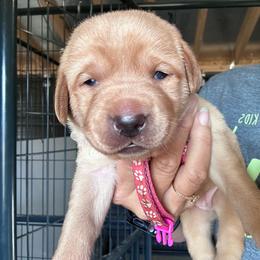 Pink - Yellow female Labrador Retriever puppy in Newton Grove, North Carolina from Wayalife Labradors & Gsp’s