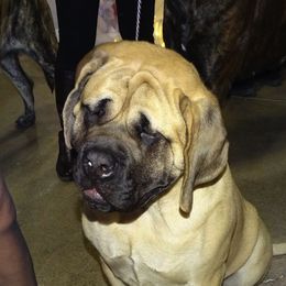 Mastiff All Grown Up from Green Meadow Mastiffs