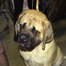 Mastiff All Grown Up from Green Meadow Mastiffs