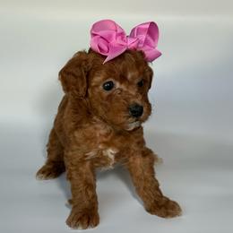 AKC Pumpkin - Female - Red  female Poodle puppy in Tampa, Florida from The Sweet Life of a Toy Poodle