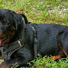 Rottweilers from Panhandle Rottweilers