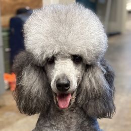 Poodles from Bible Belt Ranch