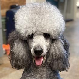 Poodles from Bible Belt Ranch