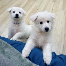 Berger Blanc Suisse Puppies from Moonlight Berger Blanc Suisses