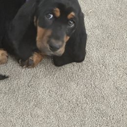 Basset Hound Puppies from Iron Sentry Farms