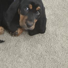 Basset Hound Puppies from Iron Sentry Farms