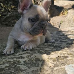 Coco Chanel (girl) - French Bulldog puppy from Let's keep it frenchie!