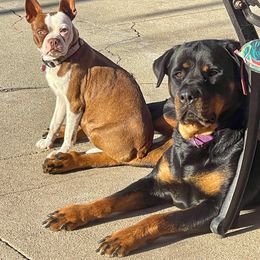 Boston Terrier and Rottweiler Puppies from Ronnie Dreher's Boston Terriers
