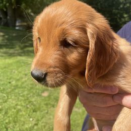 Golden Retriever Puppies from Charlottes Goldens