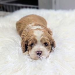 Amber - Golden female Cockapoo puppy in Salt Lake City, Utah from Utah Cocker Spaniels