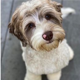 Australian Labradoodles and Cockapoos from Watermill Doodles of WNC
