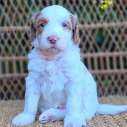 ( Orange Collar) Cloud - Parti male Goldendoodle puppy in Granite Falls Nc, North Carolina from Carolina Goldendoodles