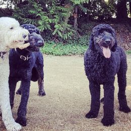 Goldendoodle and Poodle All Grown Up from Colorful Creations Doodles and Poodles