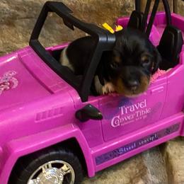 CAMI. CKC FULL RIGHTS - Black and cream female Dachshund puppy in Elizabethtown, Kentucky from Teeny Tiny Puppy Tails