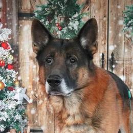 Diego - German Shepherd