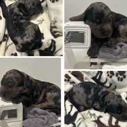 Blue Merle Girl - Merle female Goldendoodle puppy in Lancaster, South Carolina from Silver Hill Farm SC