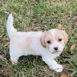Cami - Red female Havanese puppy in Semmes, Alabama from Hayden's Havanese