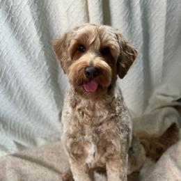 Tilly - Australian Labradoodle
