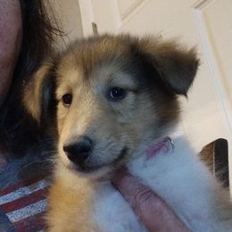 Boy 1 - Sable and white male Collie puppy in Silsbee, Texas from Jeanah's Pups