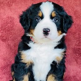 Girl 3 - Black rust and white female Bernese Mountain Dog puppy in Bristol, Tennessee from Holston Hollow Farm