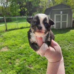 Pascal - Black and white male Chihuahua puppy in Ashtabula, Ohio from Paw's & Awe's Chihuahuas