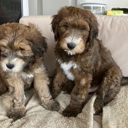 Whoodle Puppies from RockyRiverDoodles
