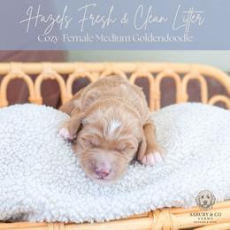 Puppy Pick 7 - Red  female Goldendoodle puppy in Whitesburg, Georgia from Asbury & Co Farms
