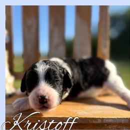 Kristoff - Black male Cavapoo puppy in Clinton, Oklahoma from Enchanted Spaniels