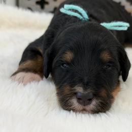 Miss Root Beer - Tri-color female Bernedoodle puppy in Hegins, Pennsylvania from Bubbling Springs Doodles, LLC