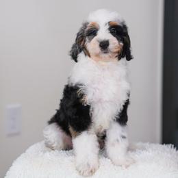 Lion - Tri-color male Bernedoodle puppy in Dundee, Ohio from Down Home Doodle
