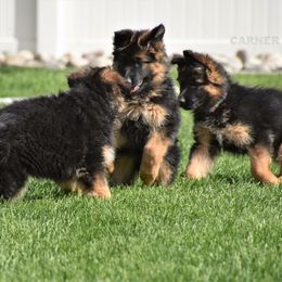 German Shepherd Puppies from Carner German Shepherds